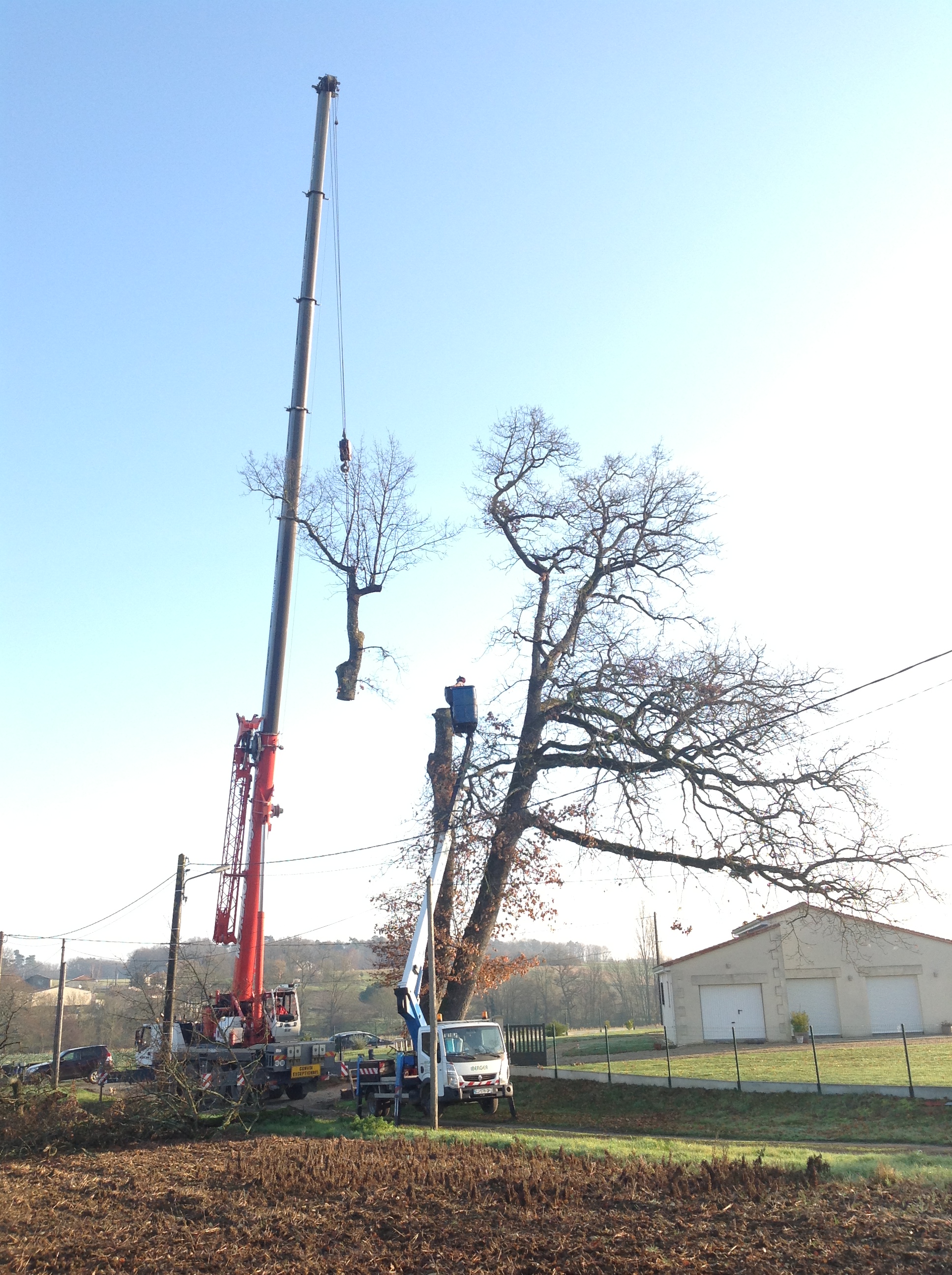 Démontage d'un chêne à la grue de levage par l'Entreprise BES à Saint-Hilaire-du-Bois